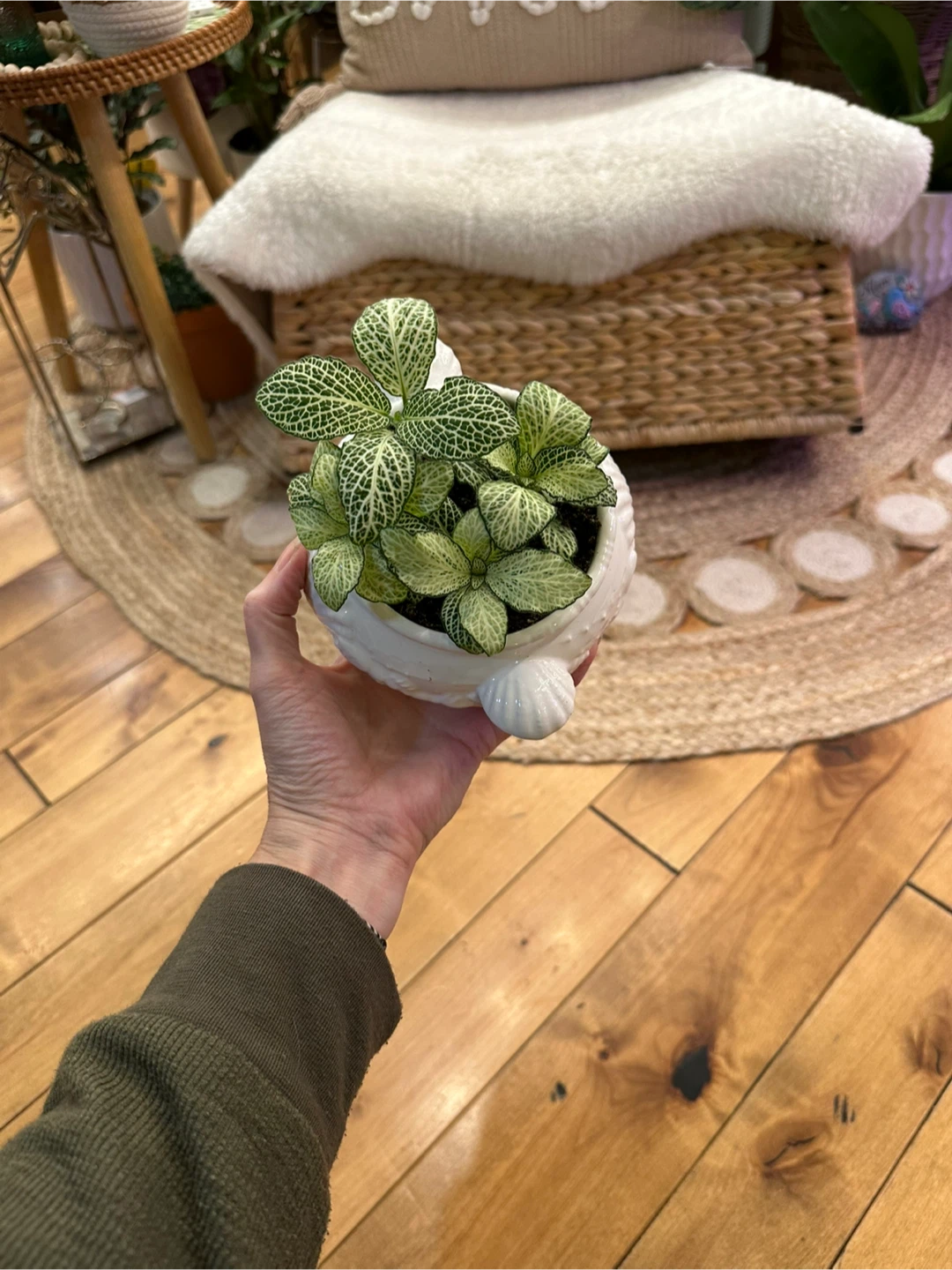 Fittonia Nerve Plant in vintage seashell themed sugar bowl - photo 2