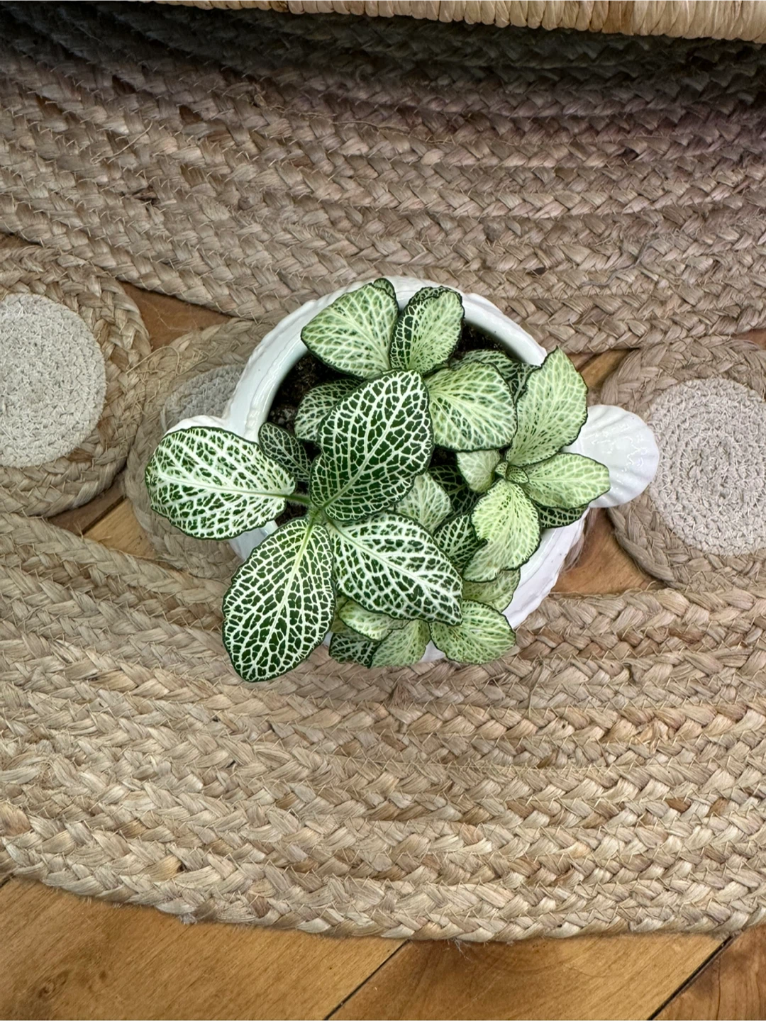 Fittonia Nerve Plant in vintage seashell themed sugar bowl - photo 5