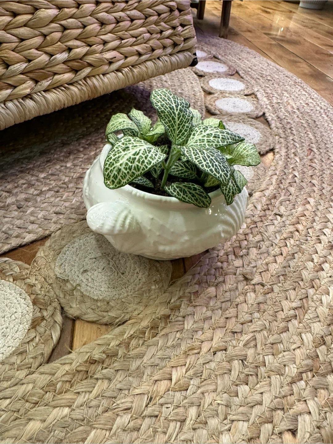 Fittonia Nerve Plant in vintage seashell themed sugar bowl - photo 4