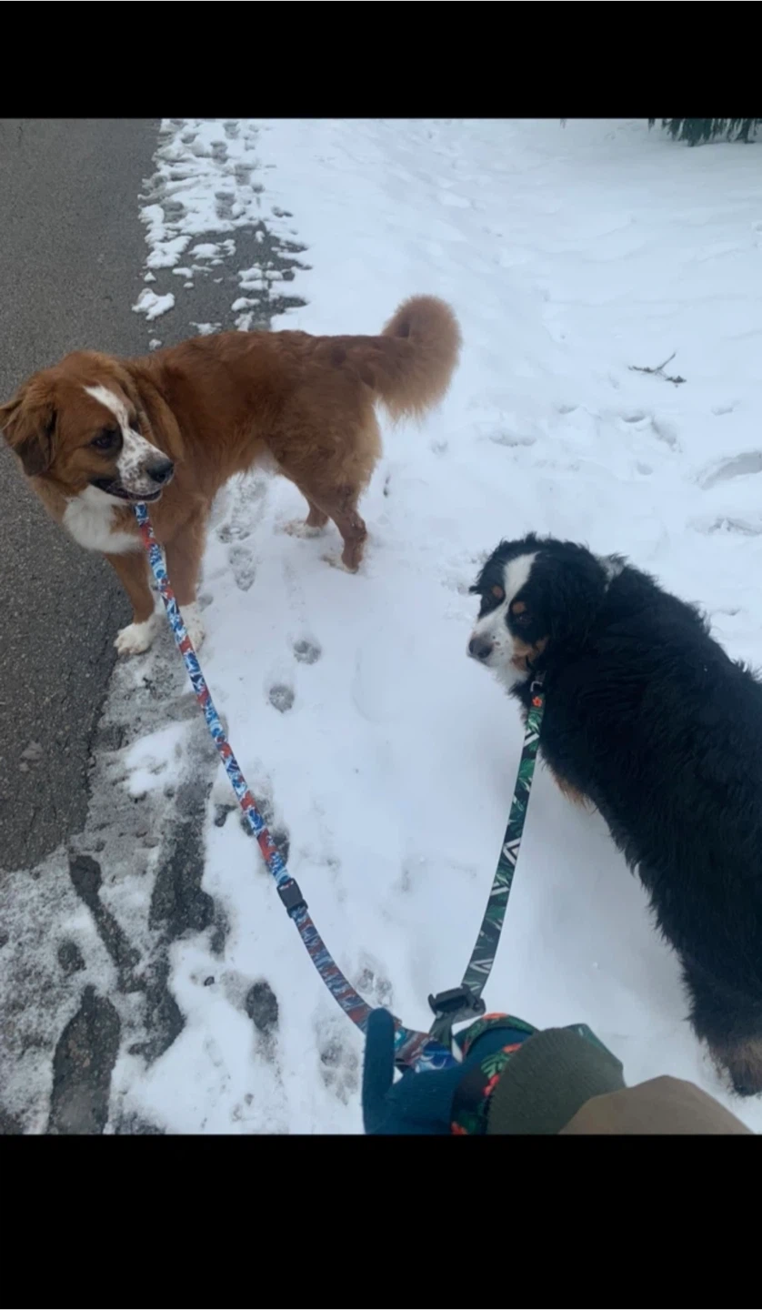 Dog Walking/Training/Playing - photo 4