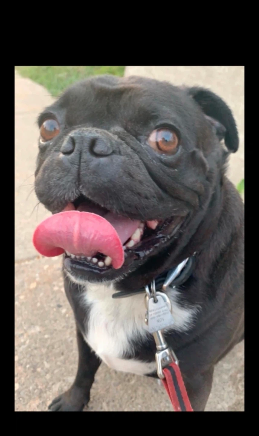 Dog-Walking/Training/Playing - photo 2