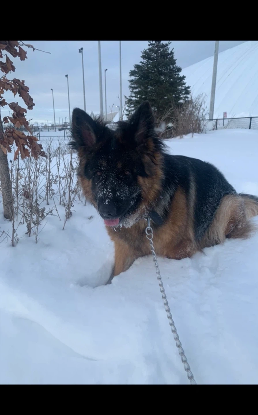 Dog-Walking/Training/Playing - photo 5