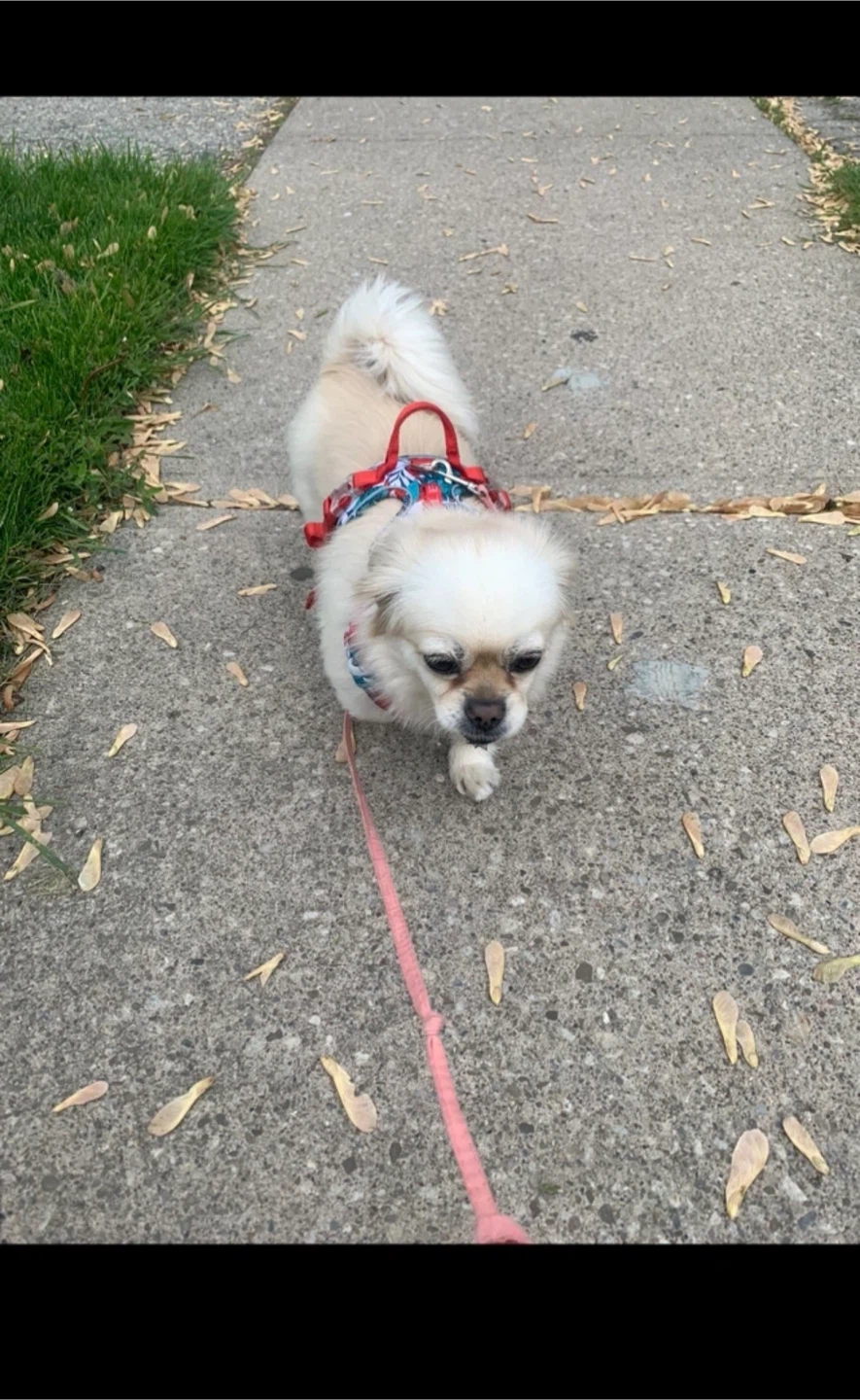 Dog-Walking/Training/Playing - photo 4