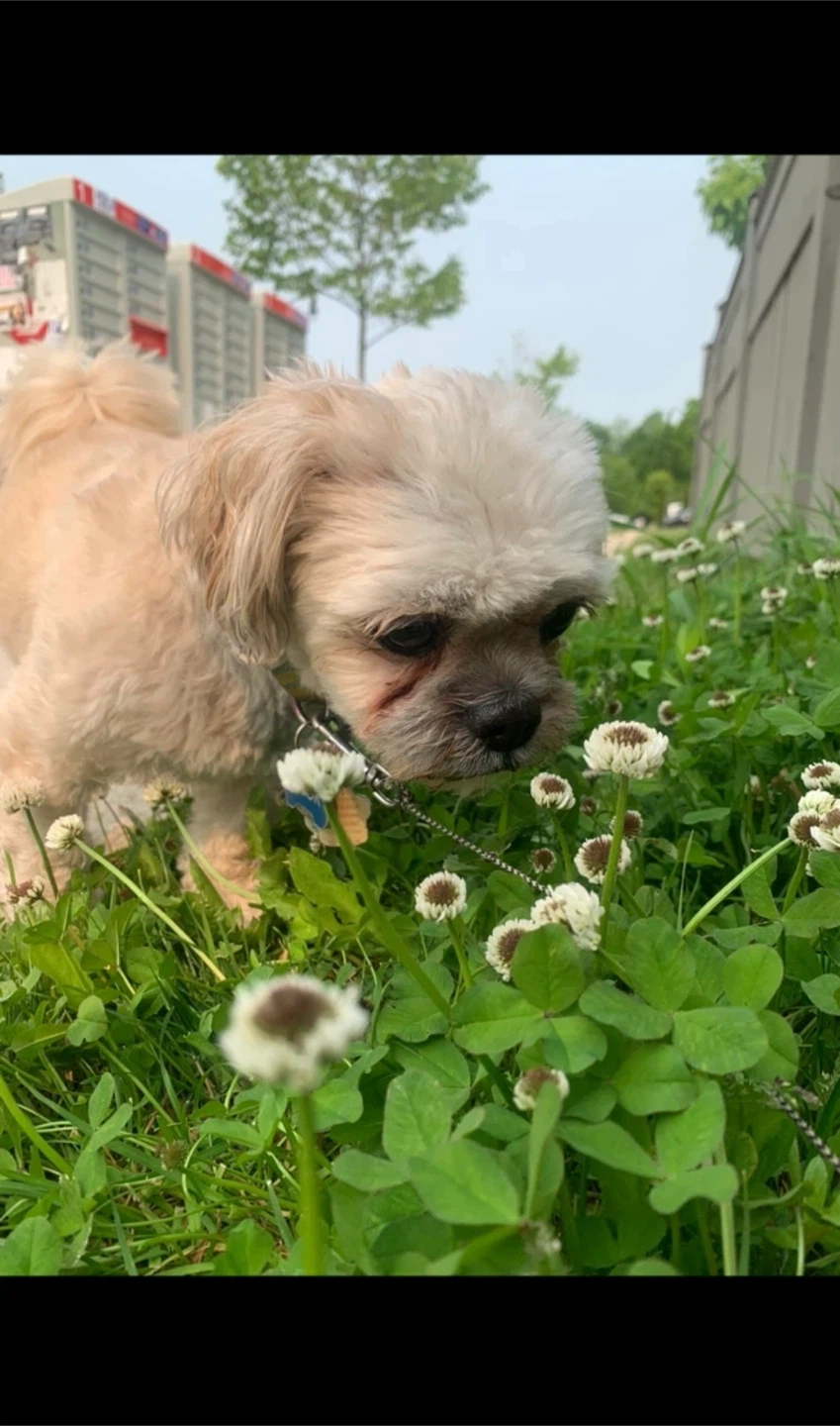Dog-Walking/Training/Playing - photo 3
