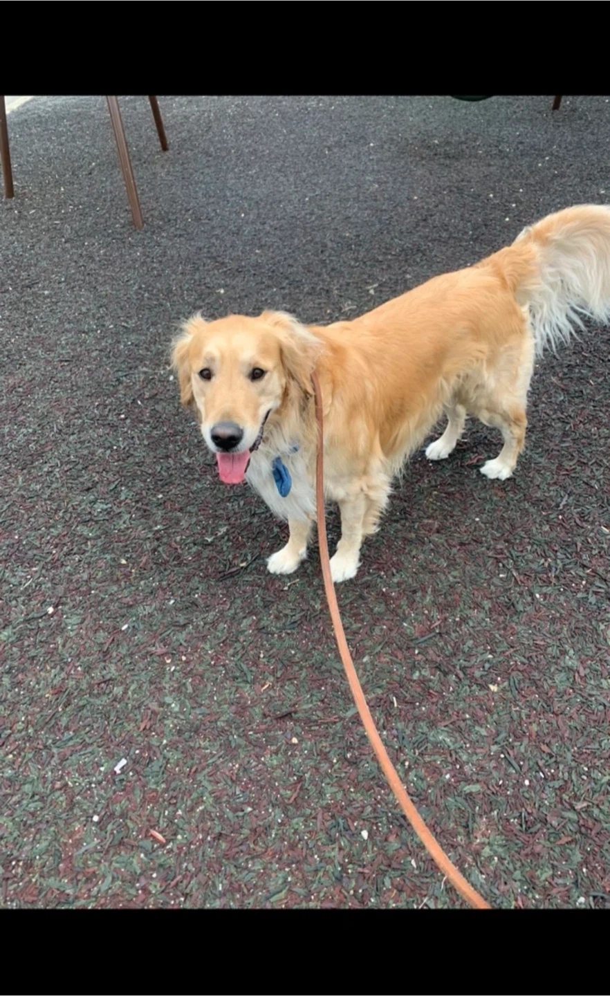 Dog-Walking/Training/Playing