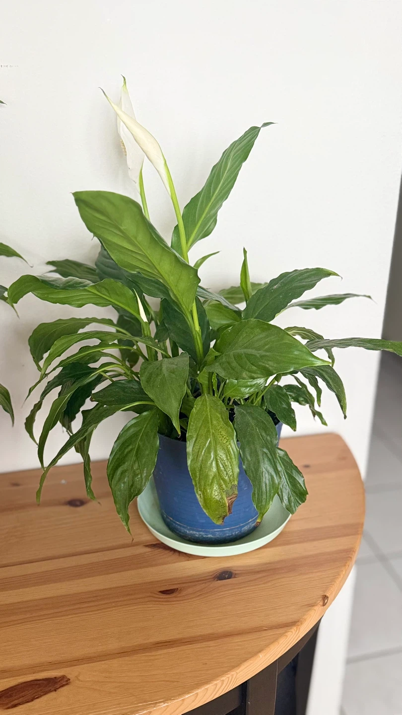 Peace Lily Plant in Blue Pot