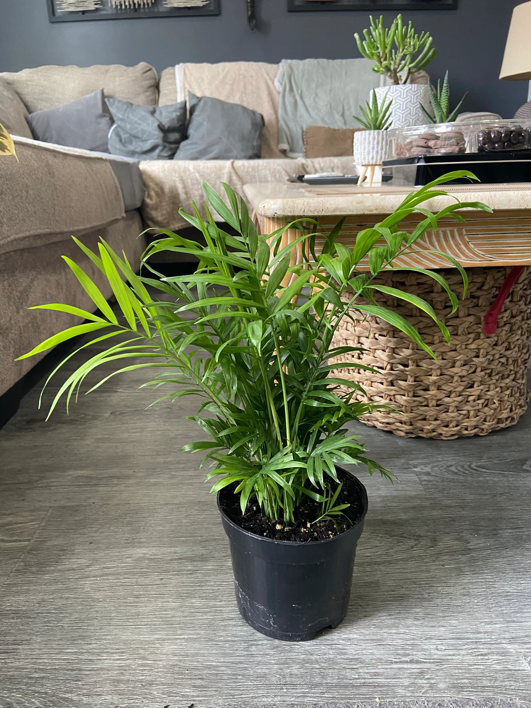 Bella Mini Palm $15 - photo 2
