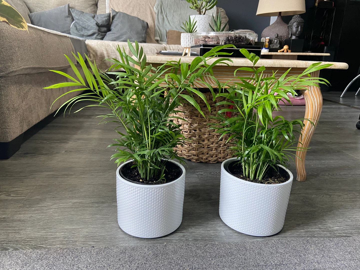 Bella Mini Palm $15