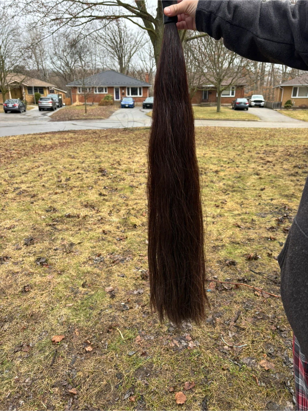 Horse show tail