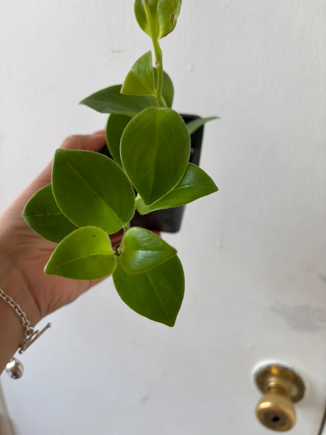 Lipstick plant - photo 3