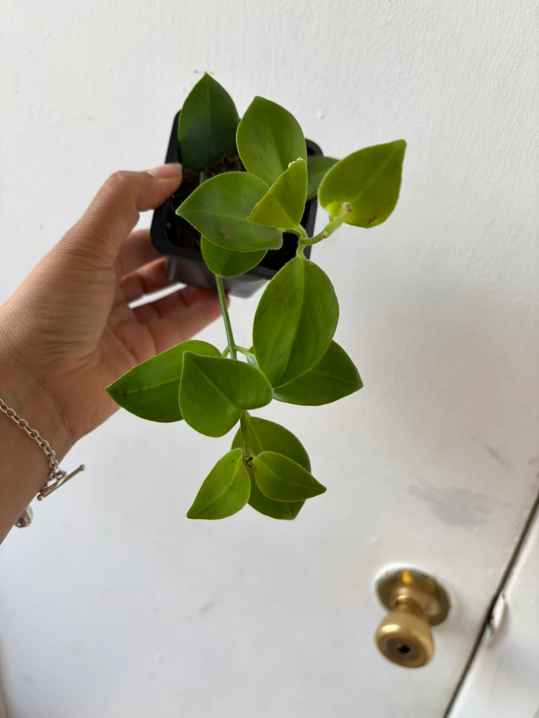 Lipstick plant