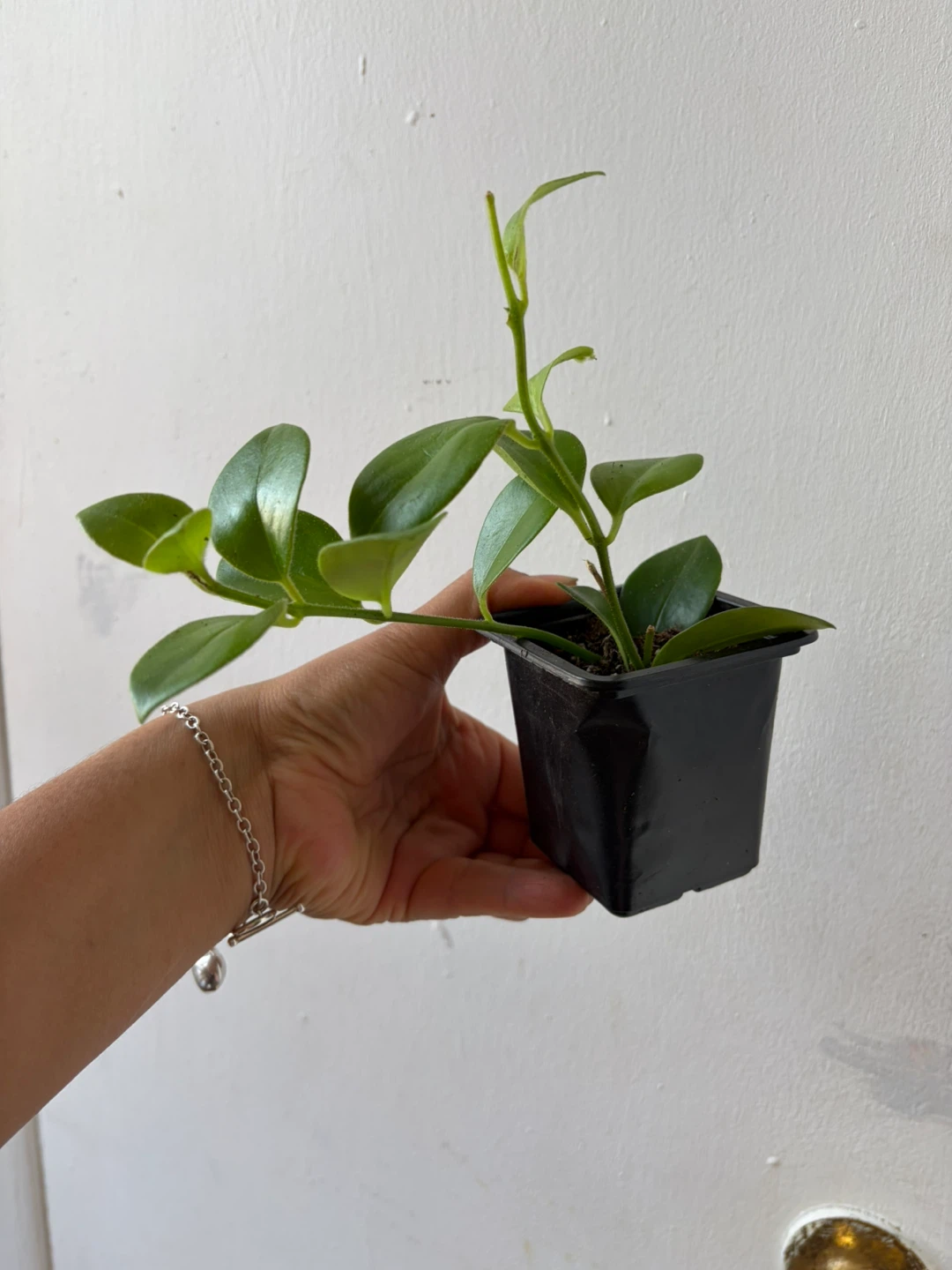 Lipstick plant - photo 2
