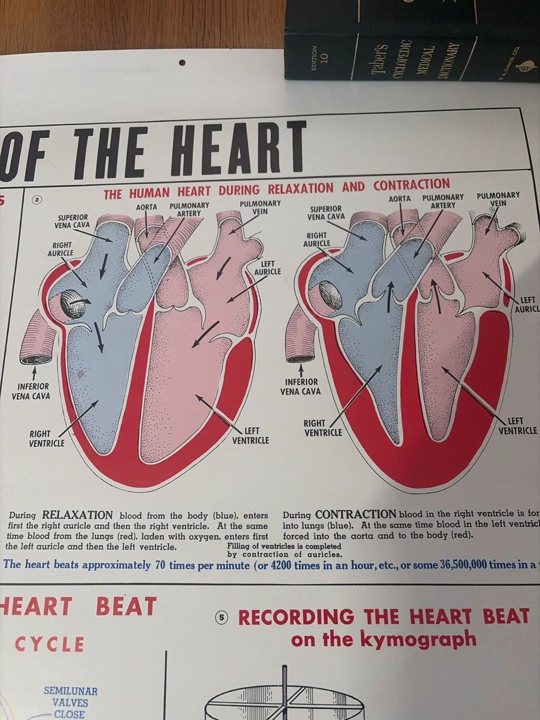 Vintage Medical poster The Work of the Heart Educational Poster - photo 3