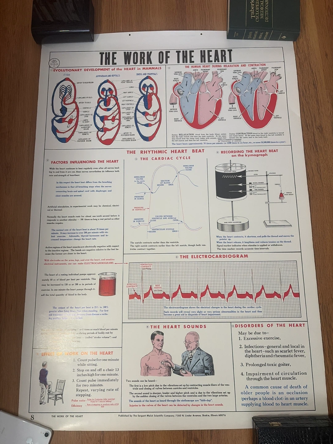 Vintage Medical poster The Work of the Heart Educational Poster