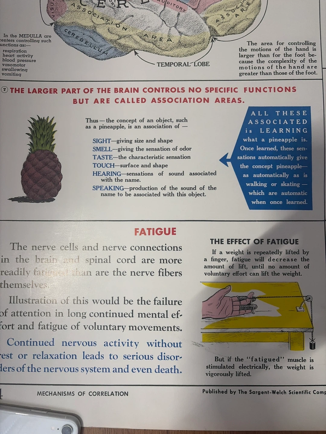 Vintage. Brain poster- Mechanisms of Correlation - photo 3