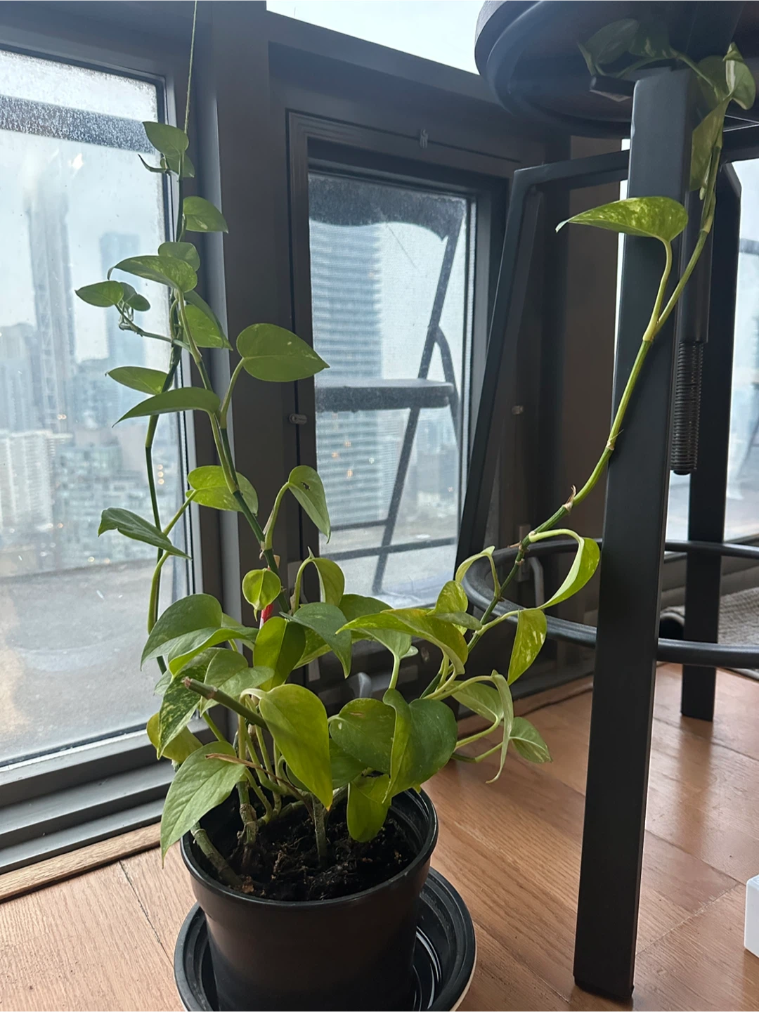 MONEY Plant in Black Pot (three long creepers) - photo 2