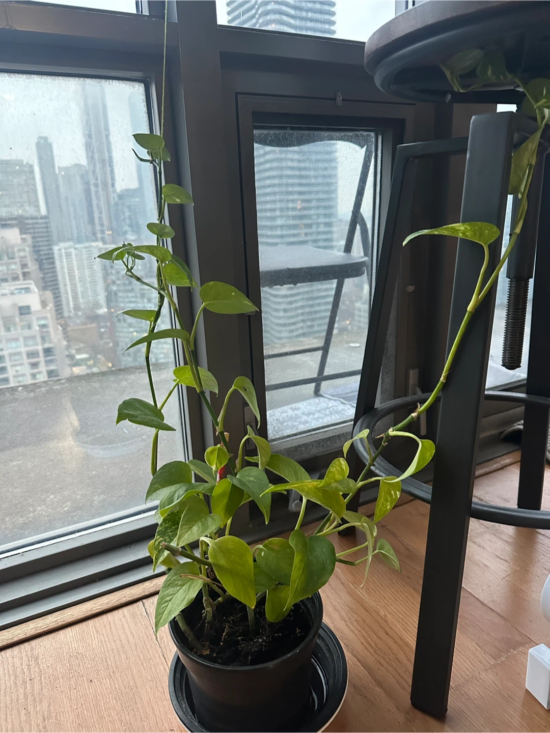 MONEY Plant in Black Pot (three long creepers) - photo 3