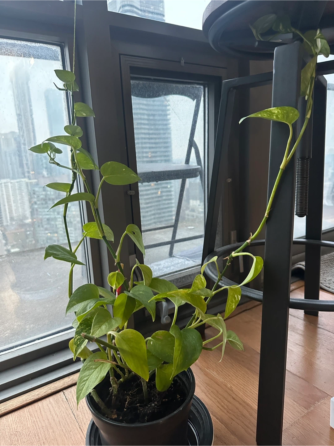 MONEY Plant in Black Pot (three long creepers)