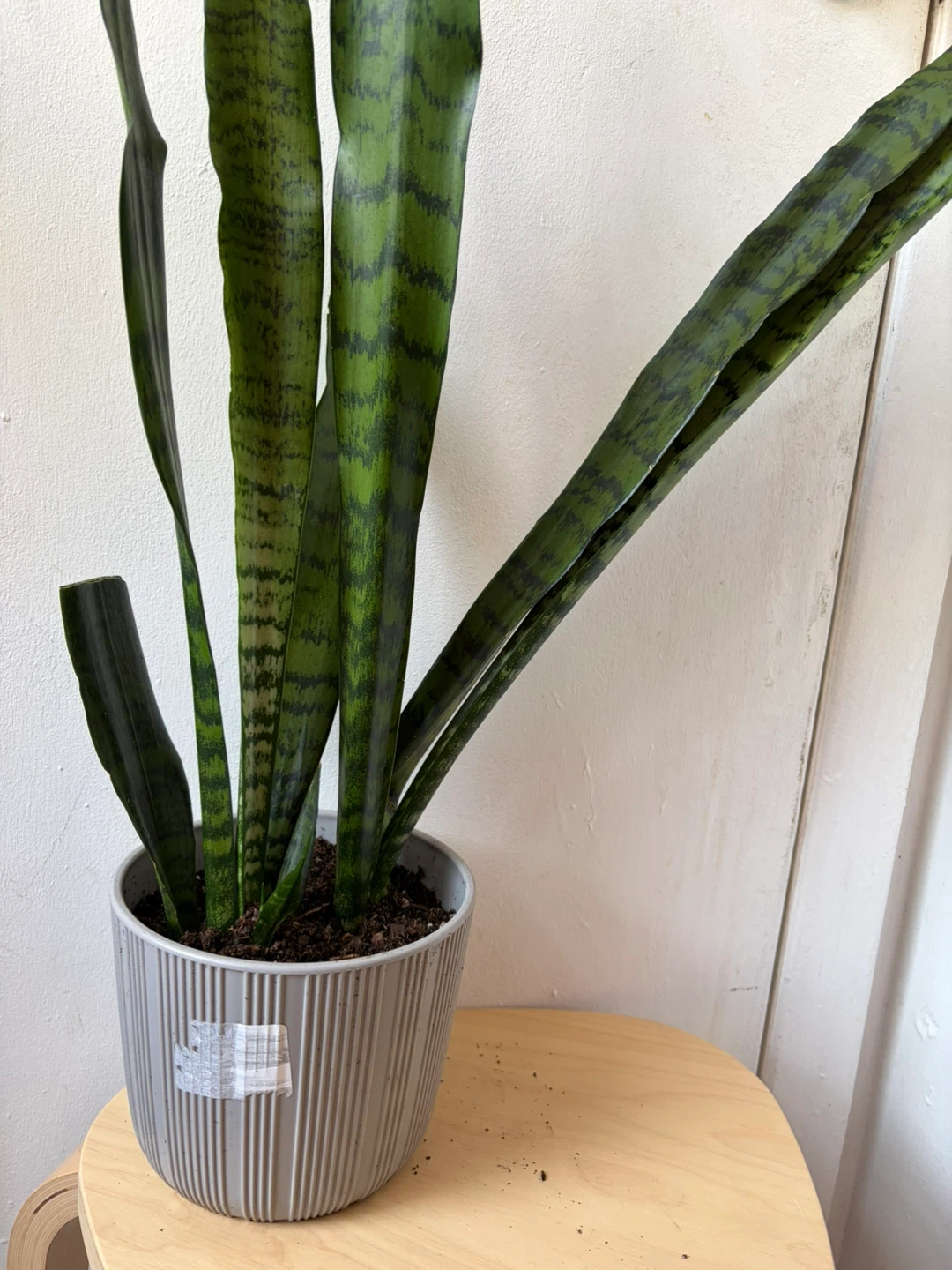 Snake plant - photo 4