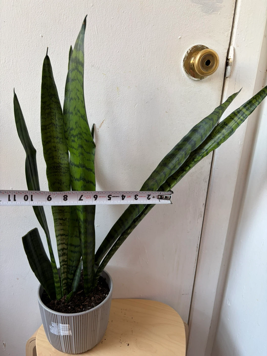 Snake plant - photo 3
