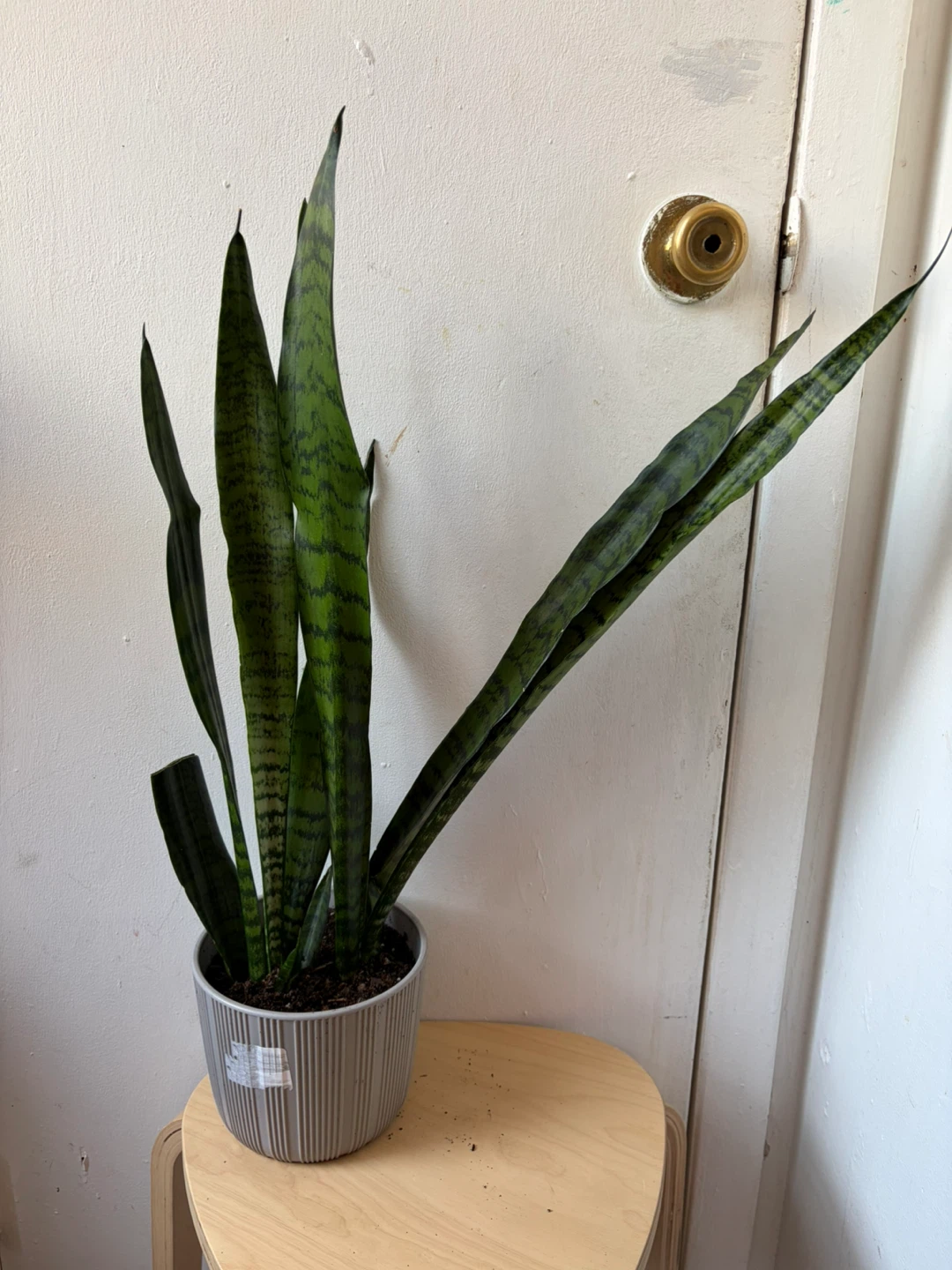 Snake plant