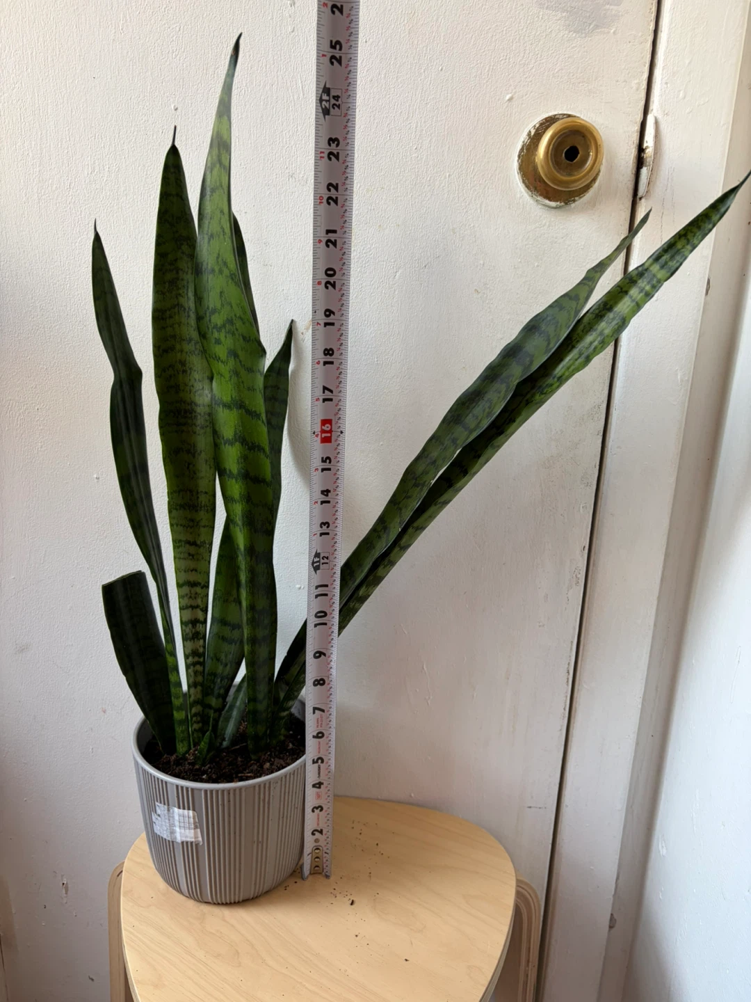 Snake plant - photo 2