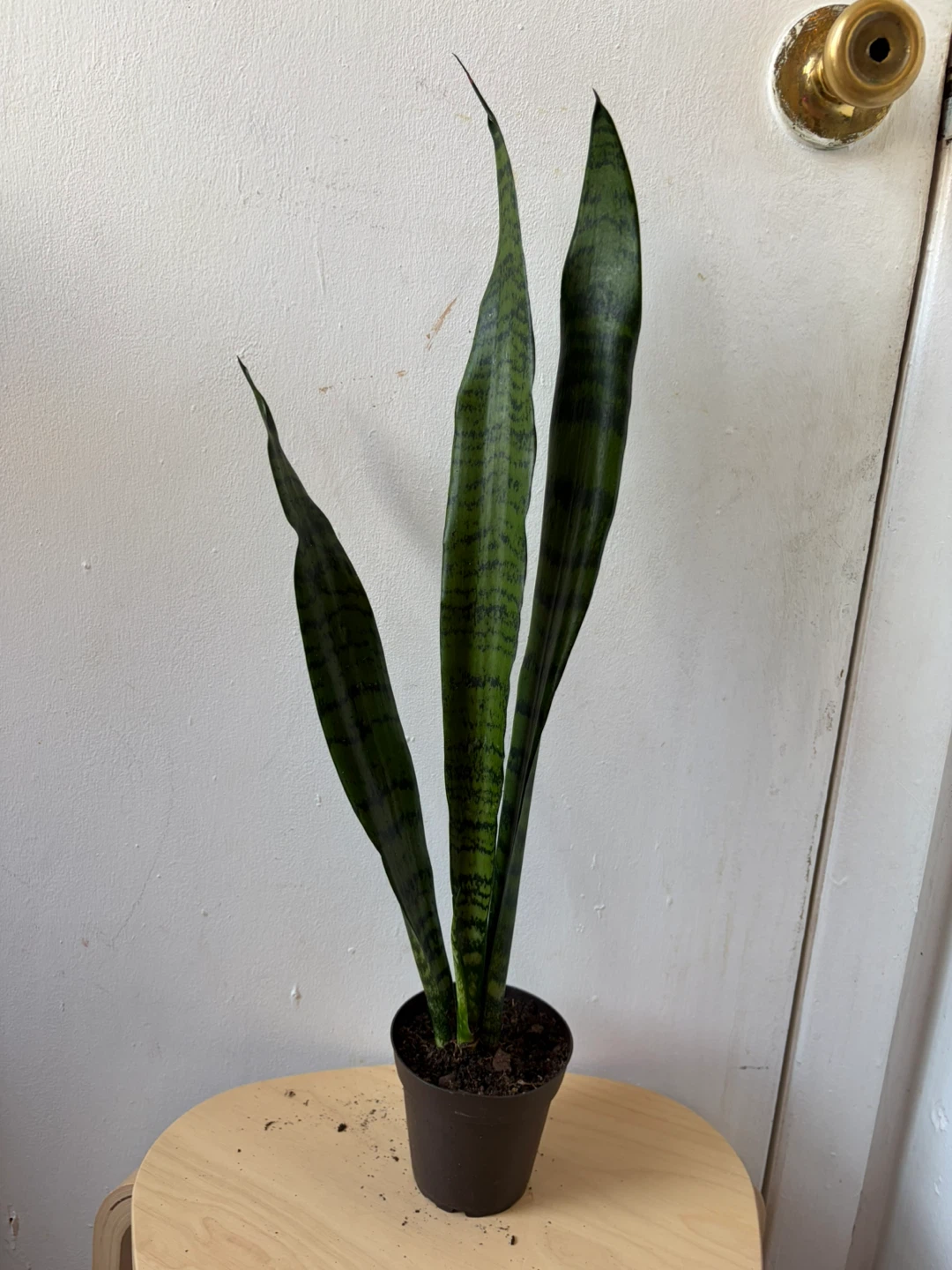 Snake plant