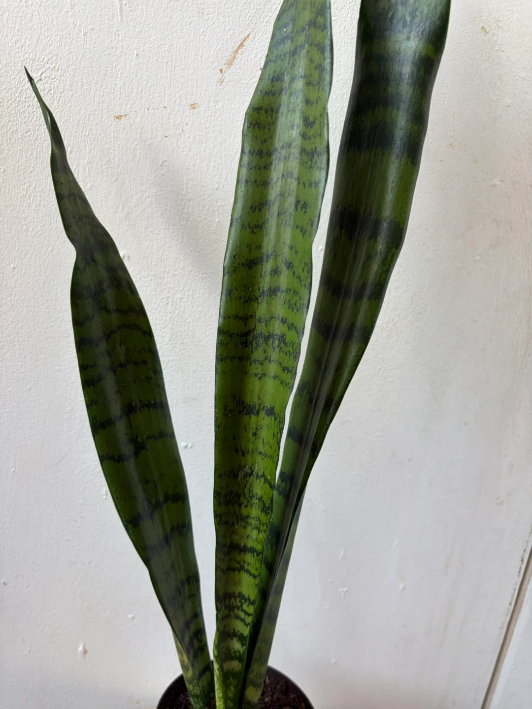 Snake plant - photo 3