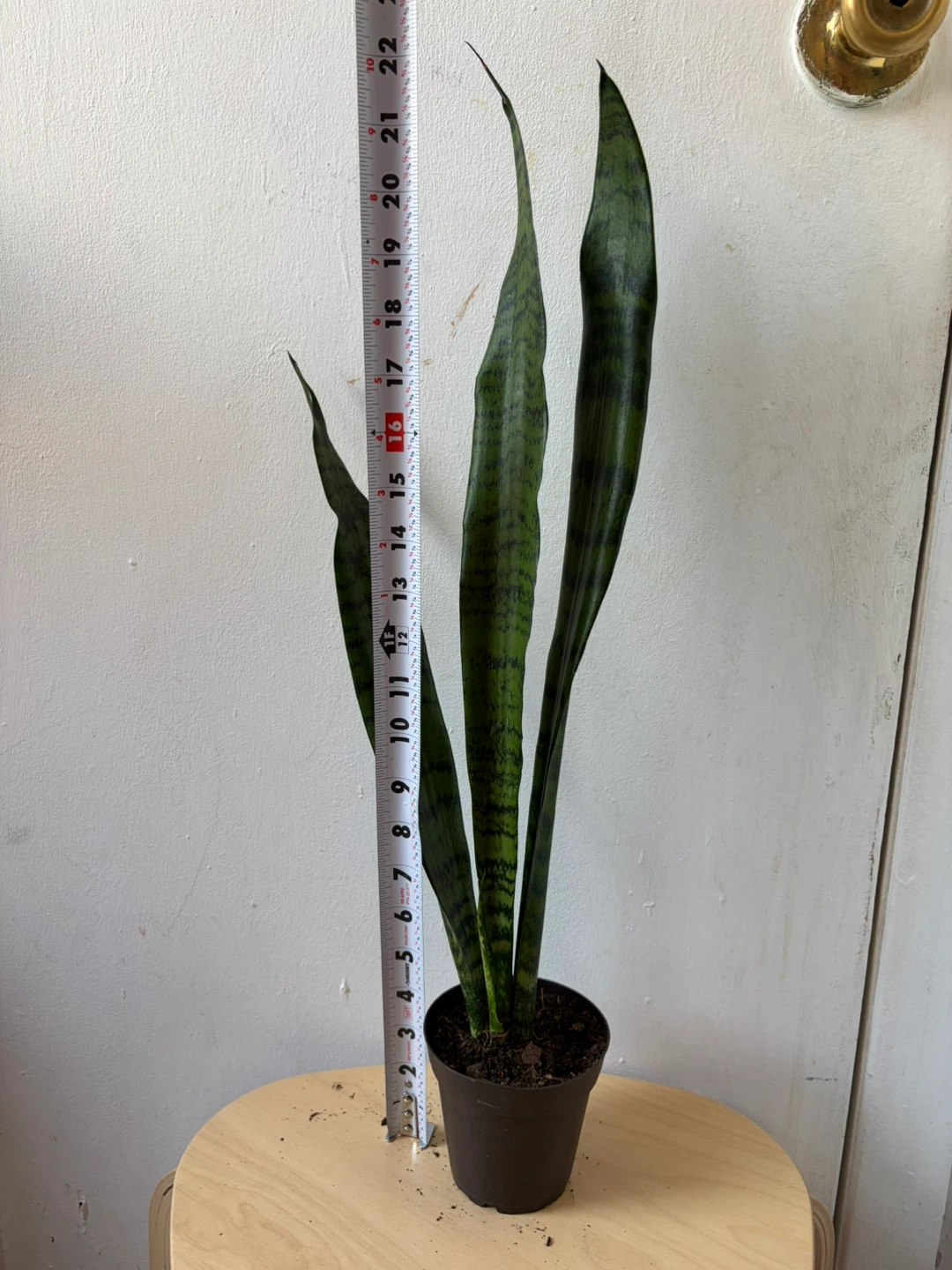 Snake plant - photo 2