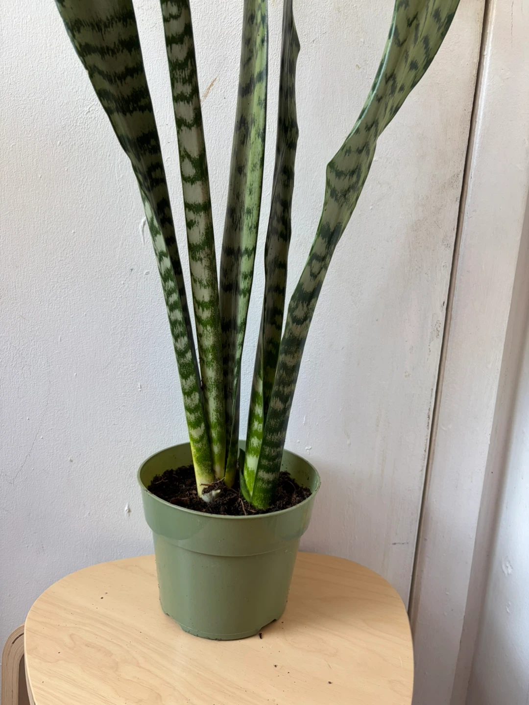 Snake plant - photo 4
