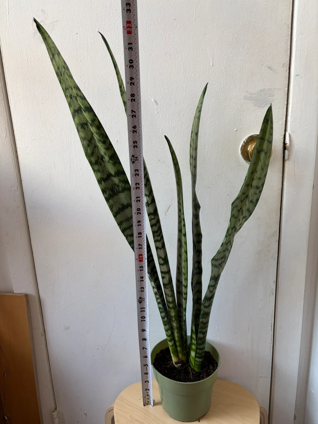 Snake plant - photo 2