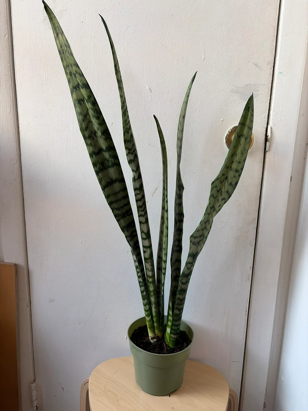 Snake plant
