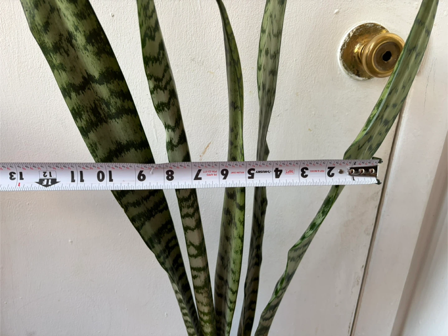 Snake plant - photo 3