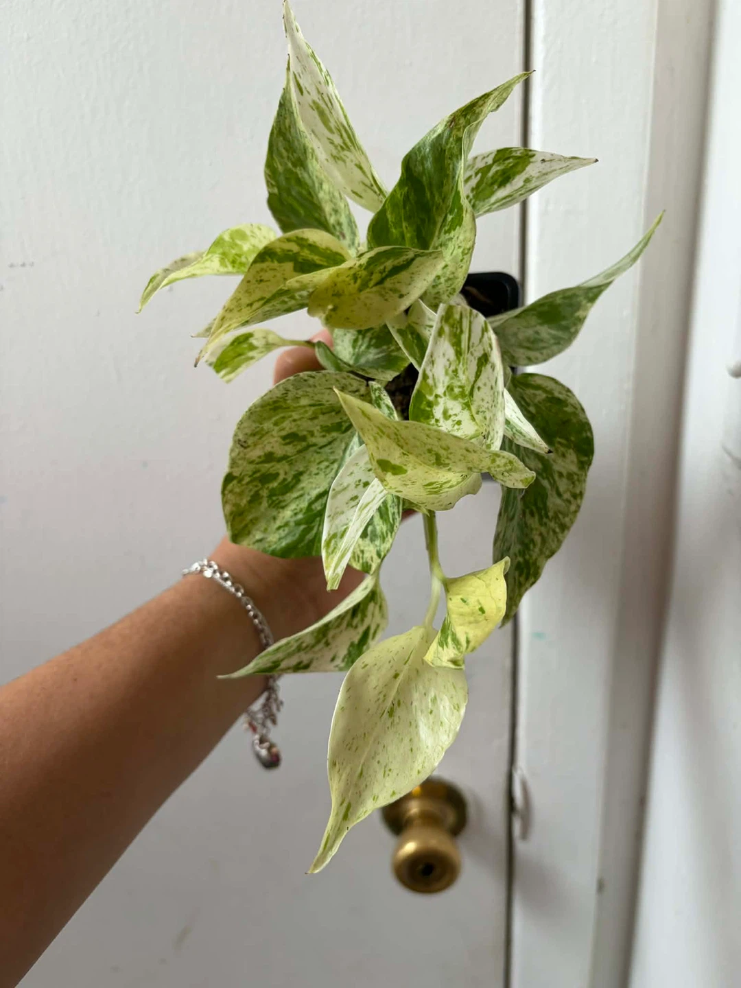 Snow queen pothos