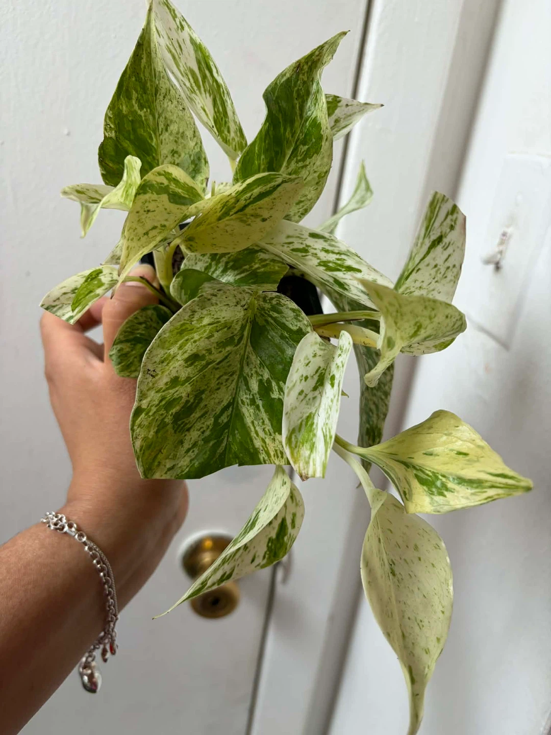 Snow queen pothos - photo 3