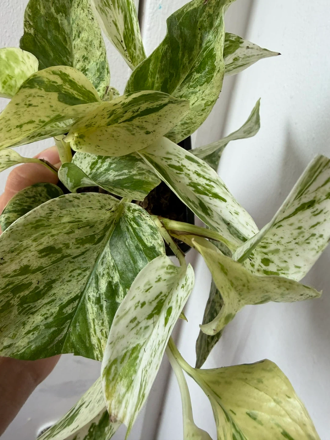 Snow queen pothos - photo 2
