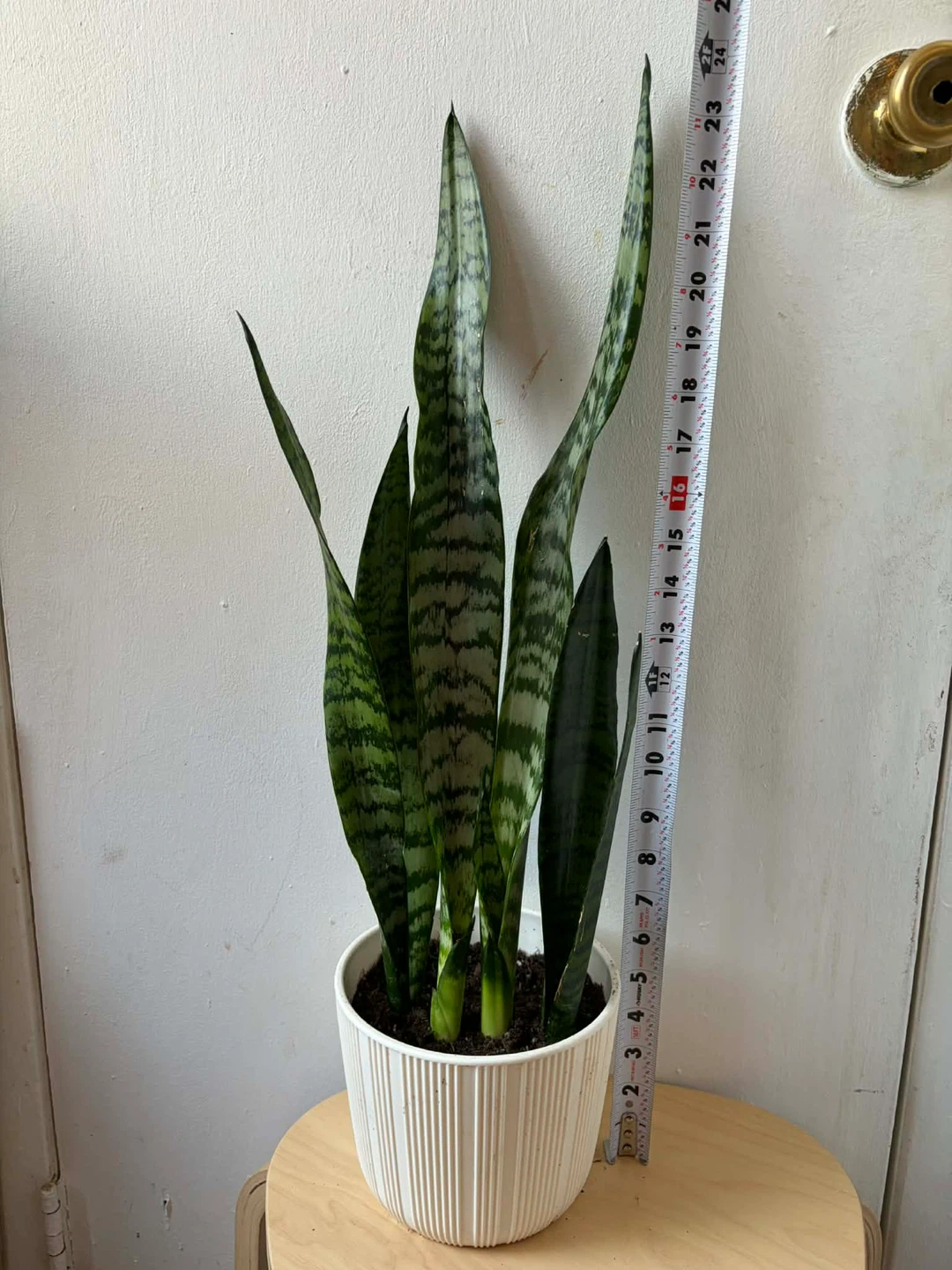 Snake Plant - photo 2