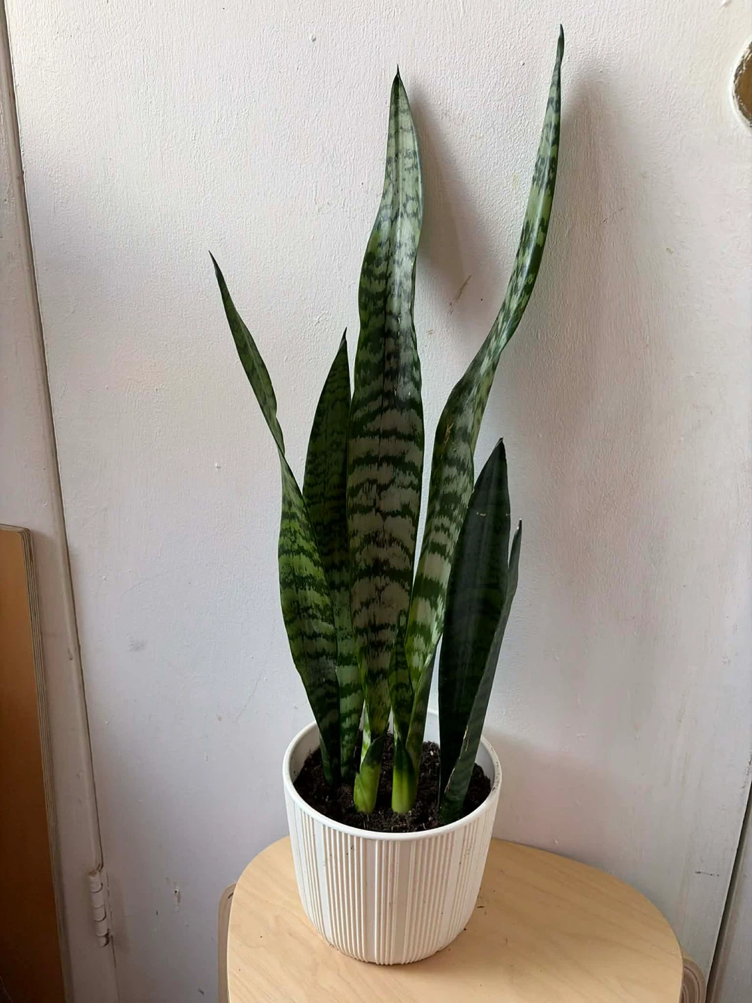 Snake Plant
