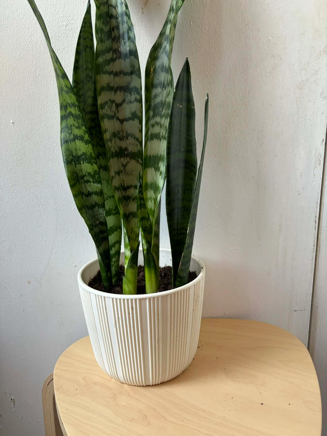 Snake Plant - photo 3