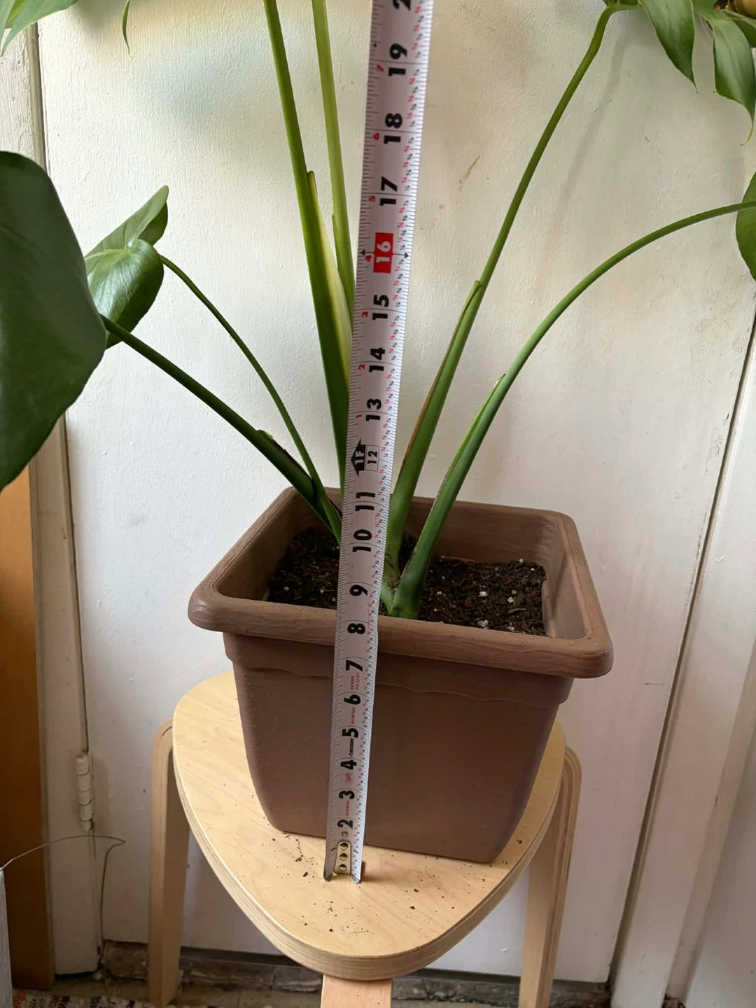 Monstera - photo 4