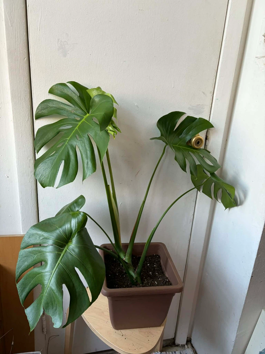 Monstera - photo 3