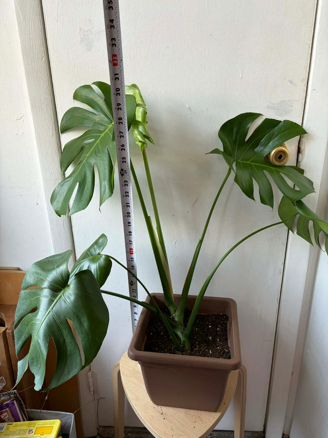 Monstera - photo 2