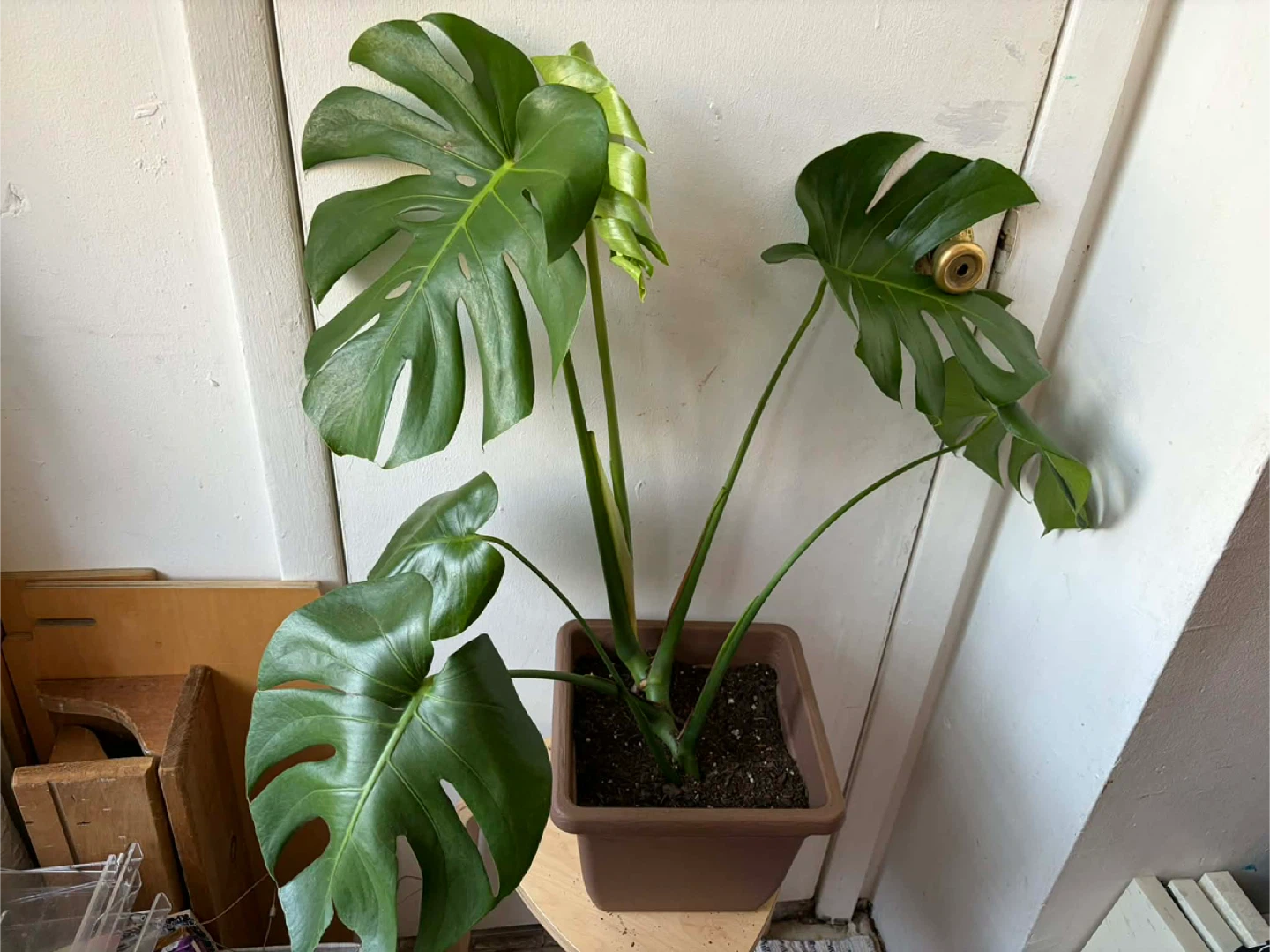 Monstera