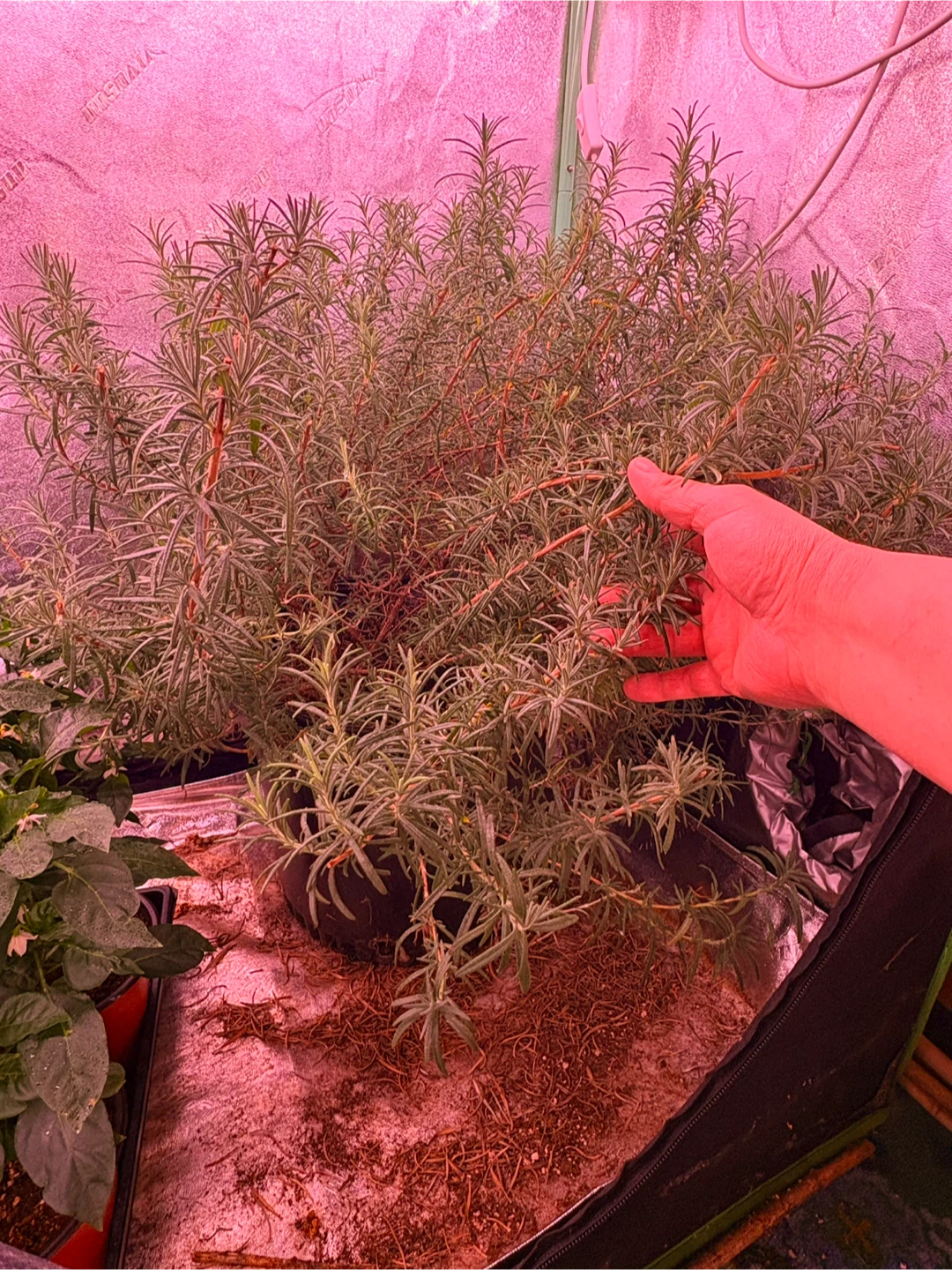 6 year old rosemary plant