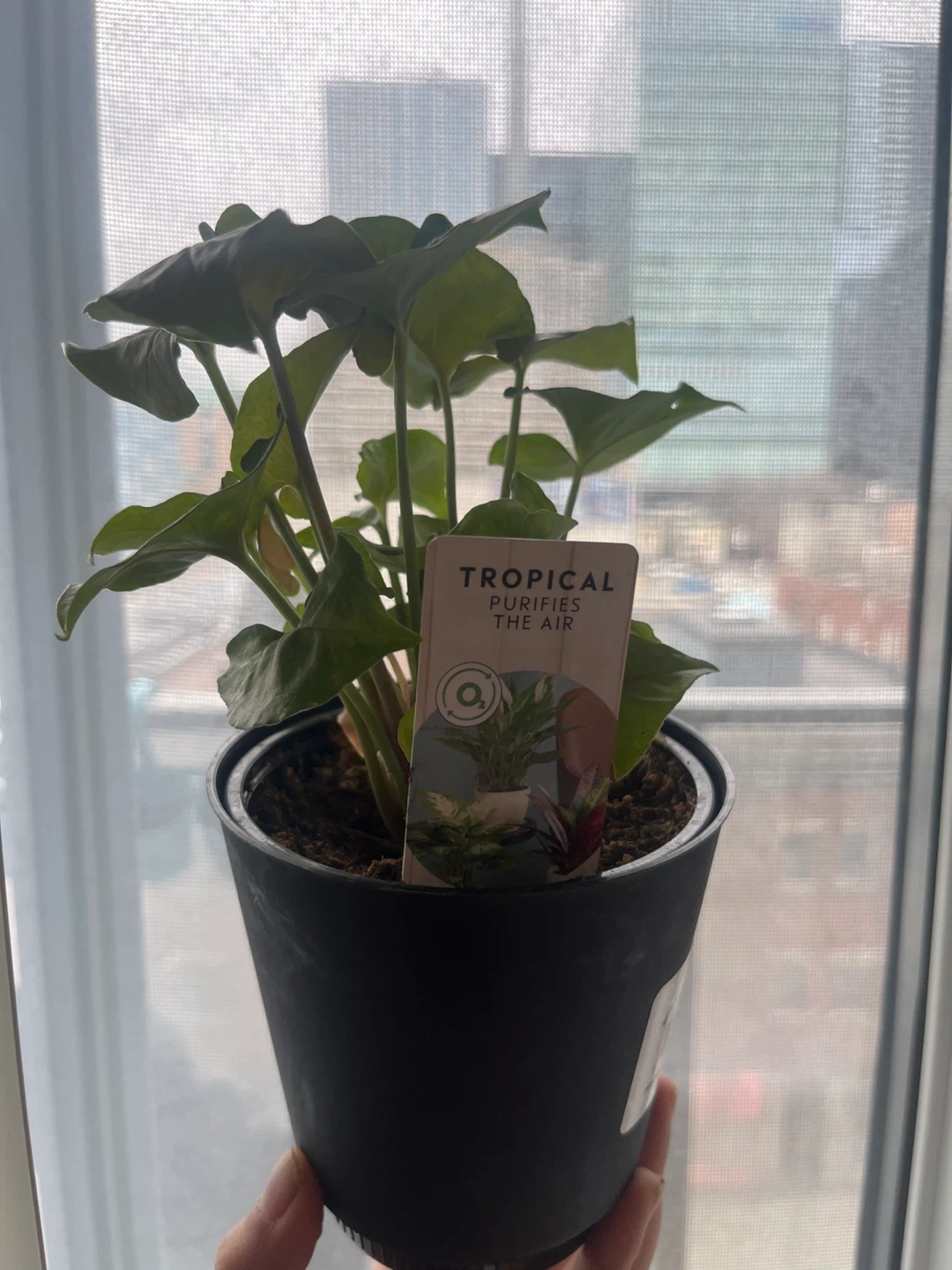 Tropical Houseplant in Pot