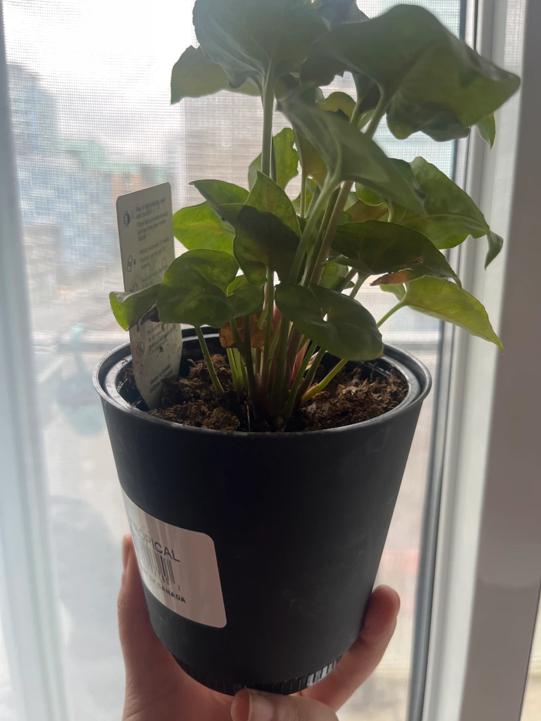 Tropical Houseplant in Pot - photo 2