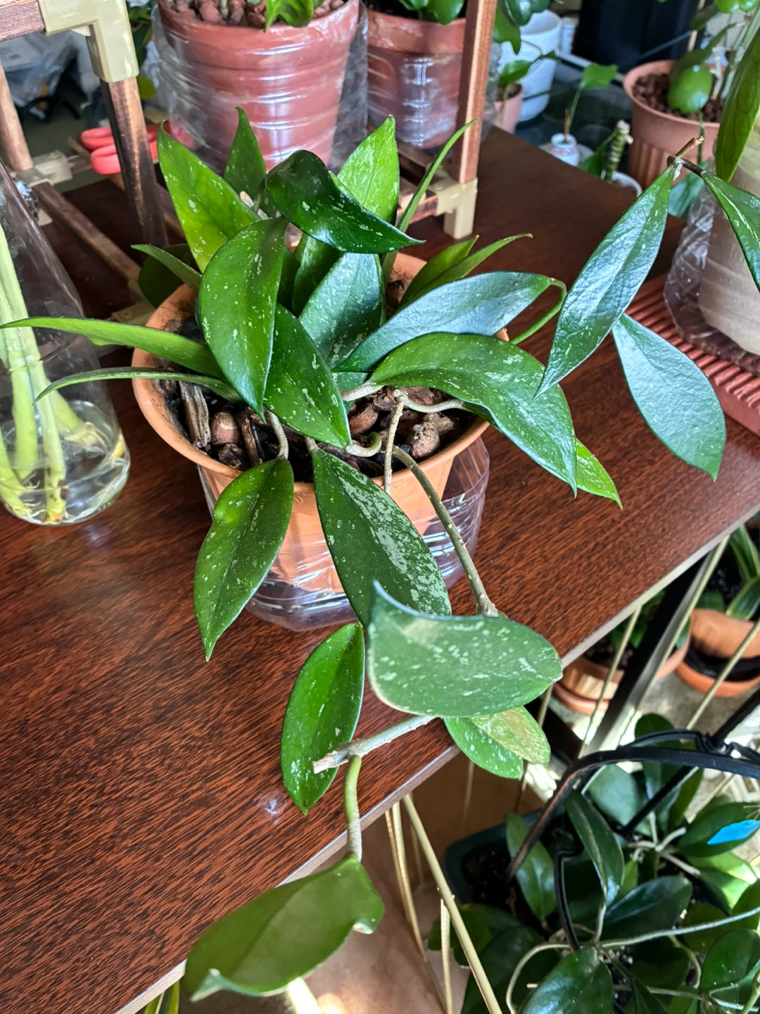 Hoya pubicalyx Plant