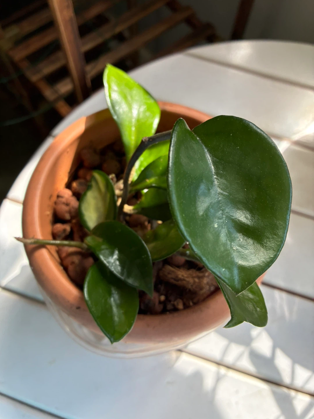 Hoya Carnosa Plant in plastic Pot