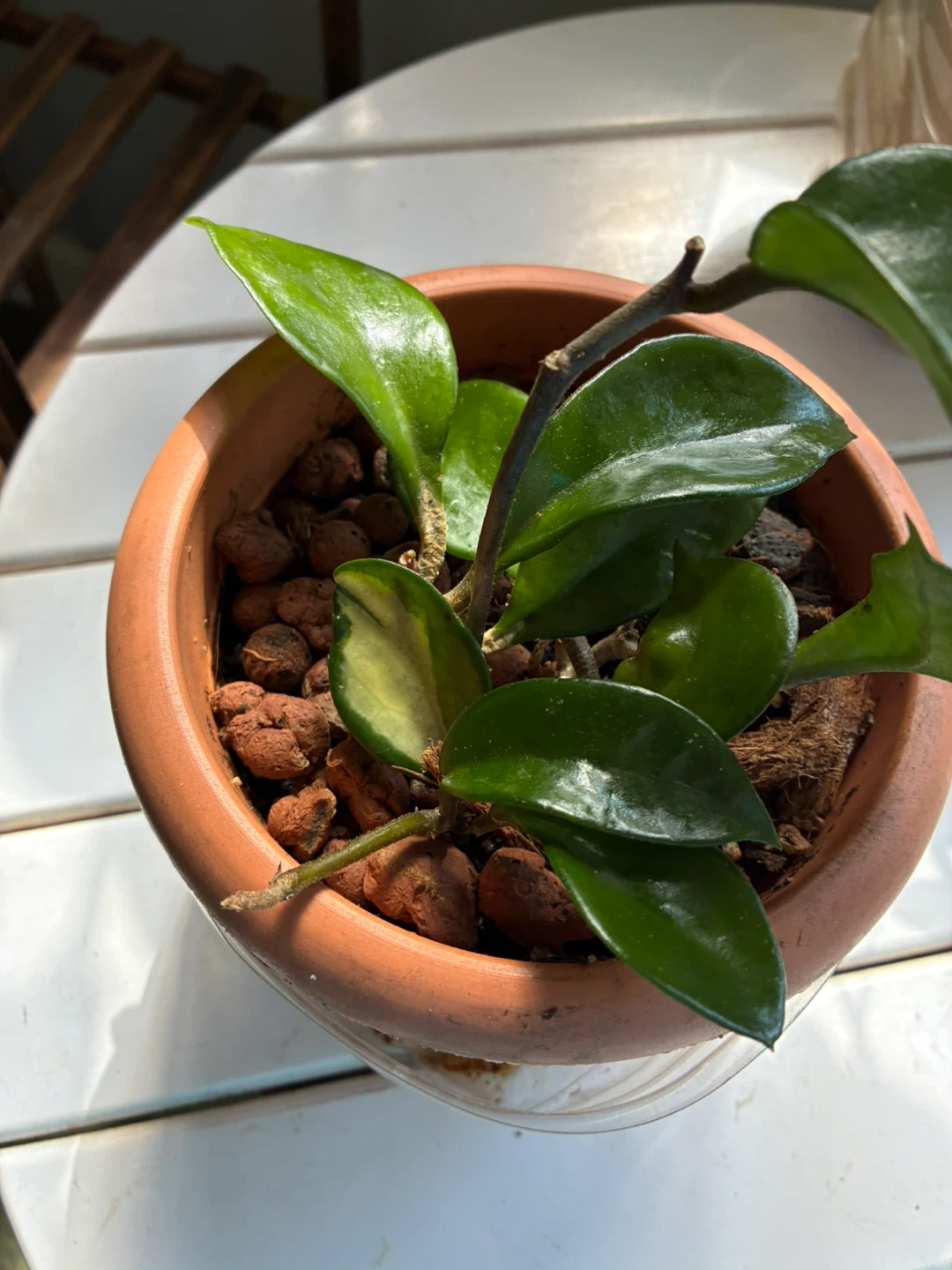 Hoya Carnosa Plant in plastic Pot - photo 2