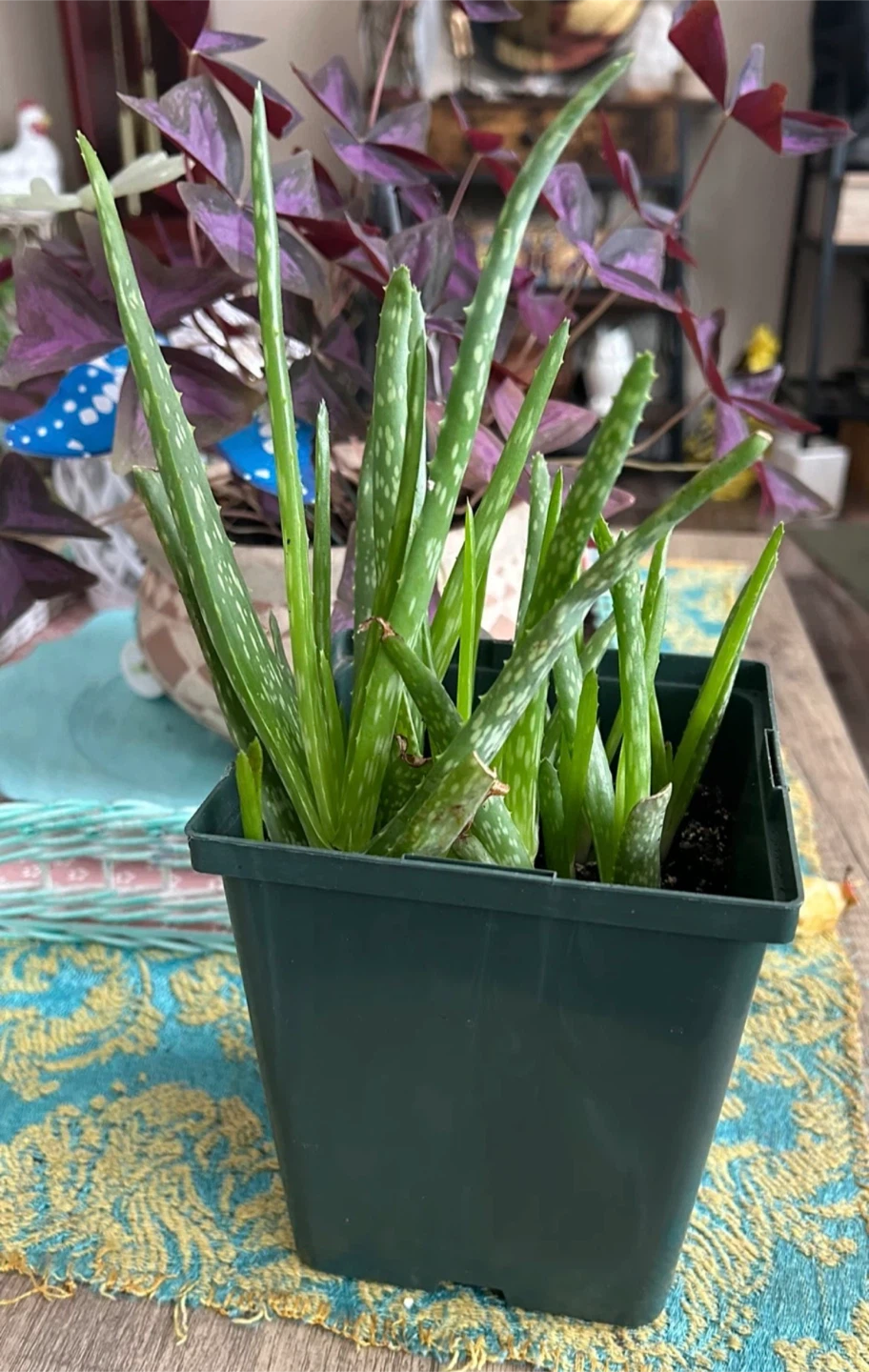 Aloe Vera Plant in Pot